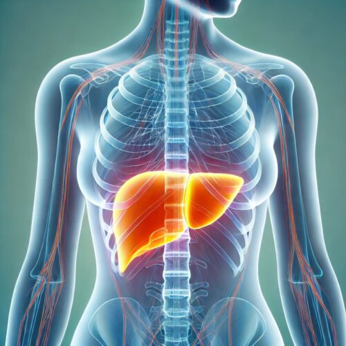 Medizinische Darstellung der Zusammenhänge zwischen Lebergesundheit und Haut anhand einer hervorgehobenen Leber im menschlichen Oberkörper.